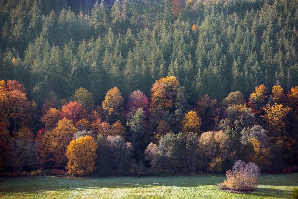 Forêt colorée vue de haut