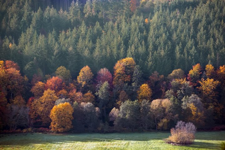 Forêt colorée vue de haut