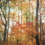 Belle forêt en automne