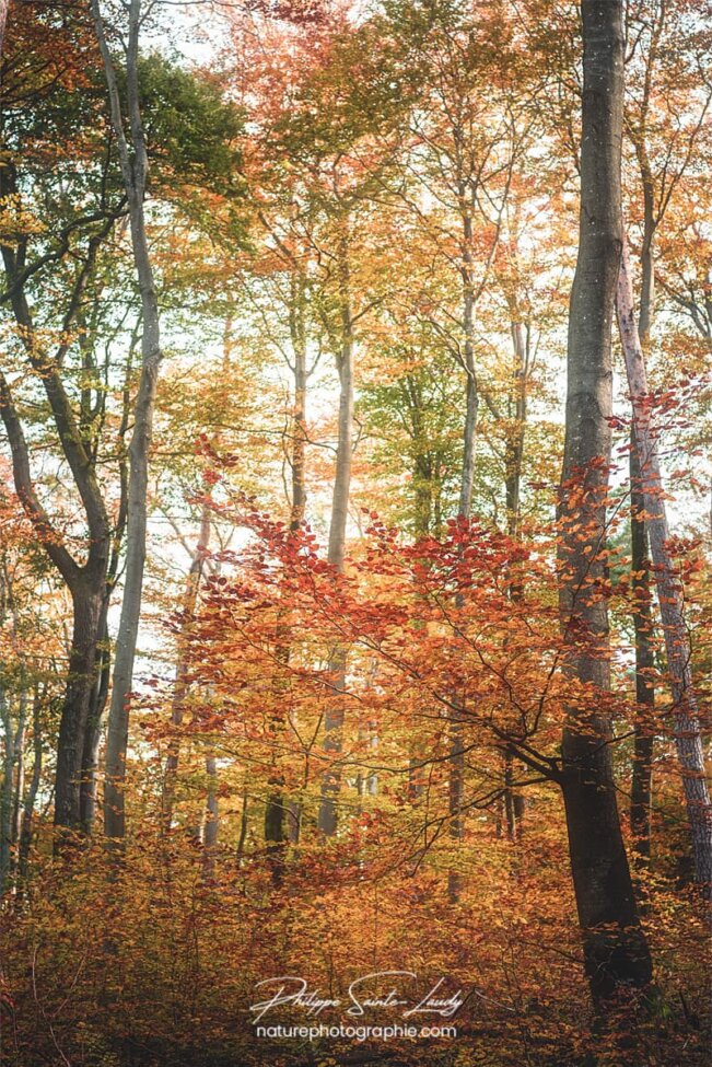 Belle forêt en automne