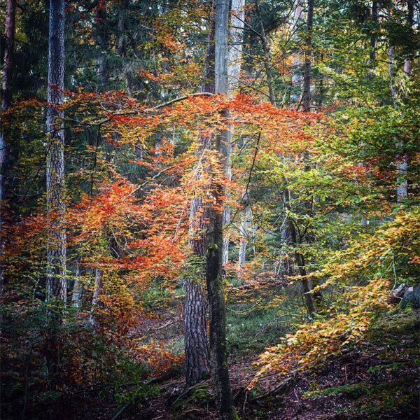 Des couleurs vives en forêt