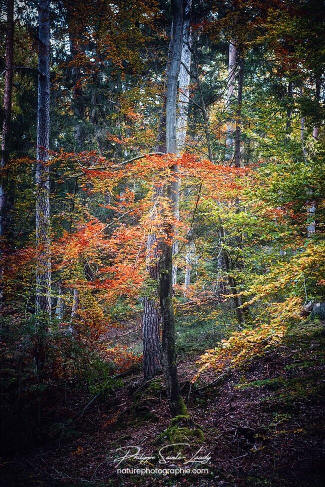 Des couleurs vives en forêt