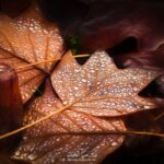 Gouttes de pluie sur des feuilles mortes