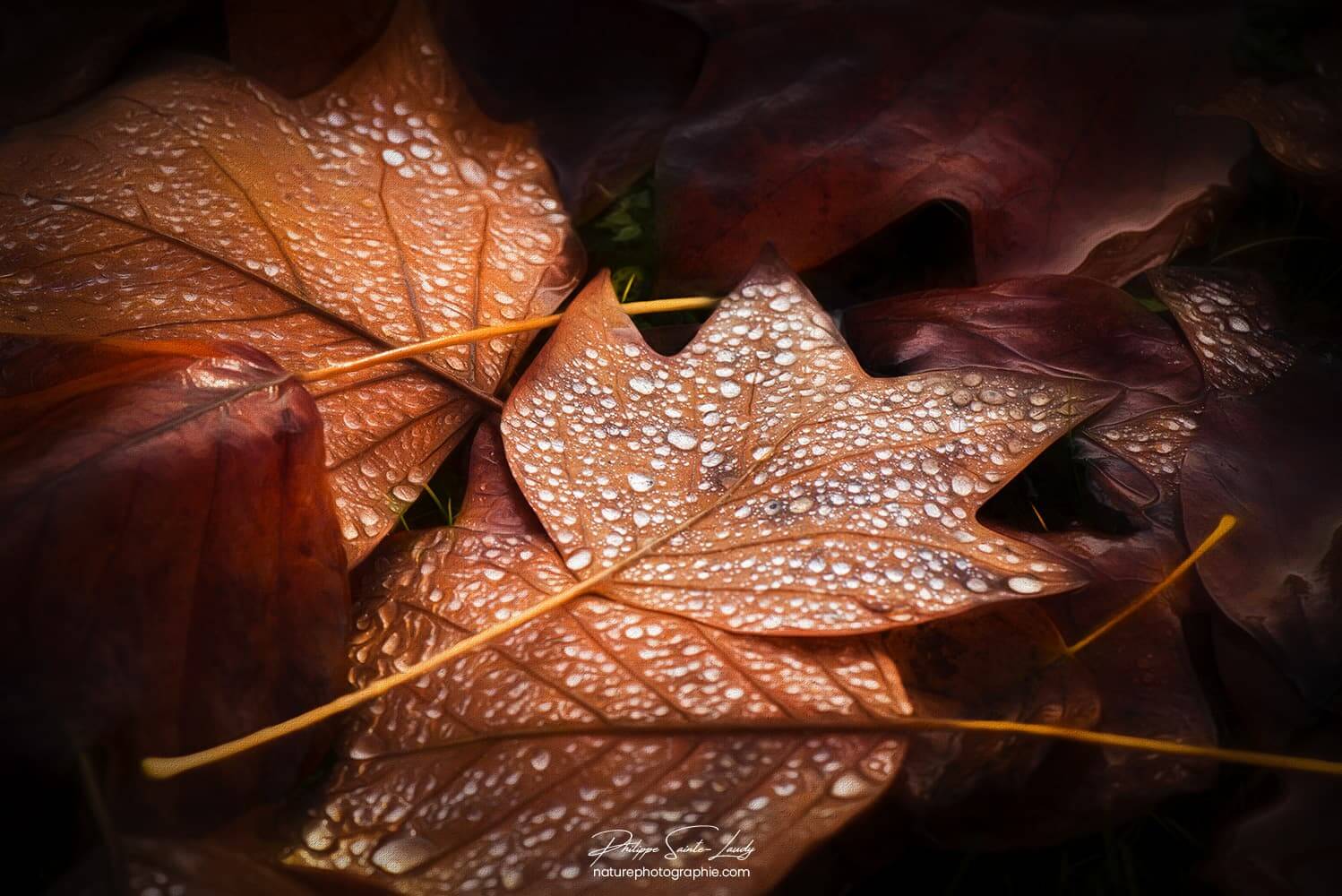 Les feuilles d'automne se ramassent à la pelle .