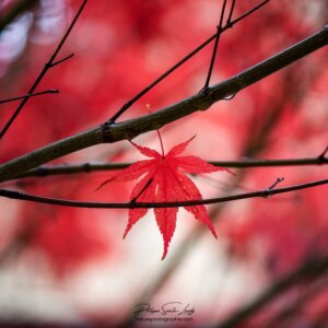 End of Autumn in the Rain Feuille d'érable solitaire