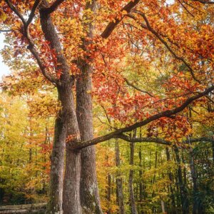 Bel arbre en automne