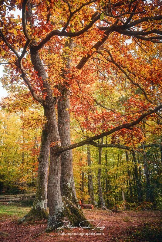 Bel arbre en automne