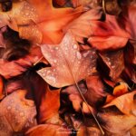 Une paintographie de feuilles en automne