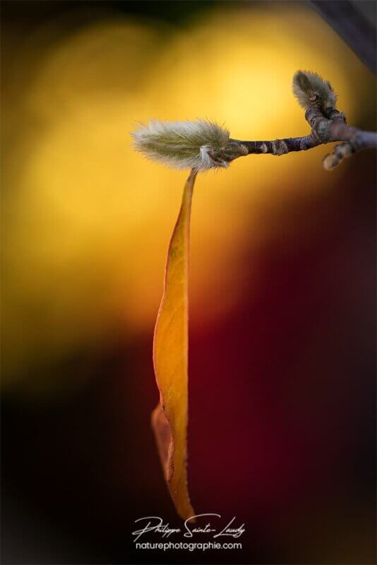 Un bourgeon en automne