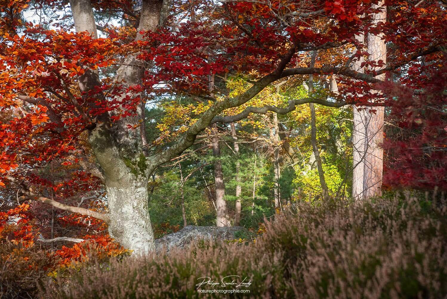 Arbre au feuillage rouge