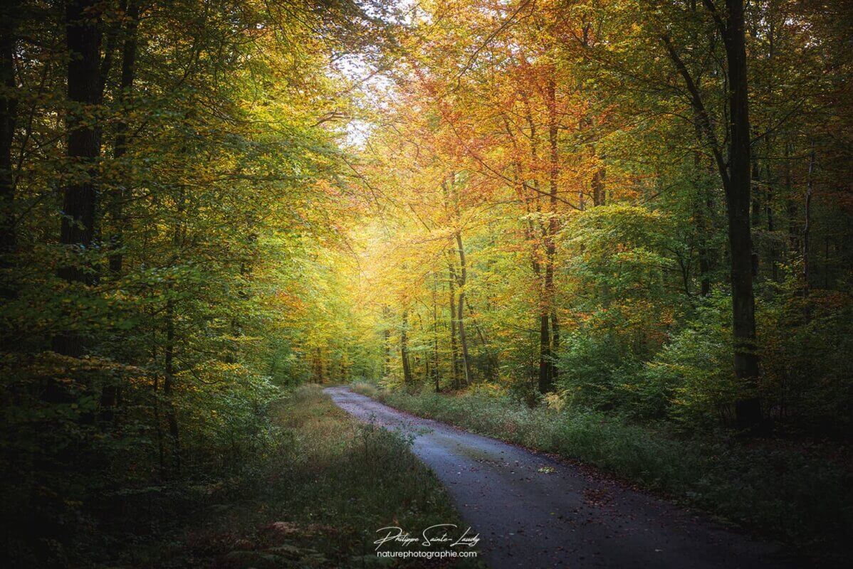 Chemin lumineux en forêt