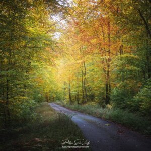 Chemin lumineux en forêt