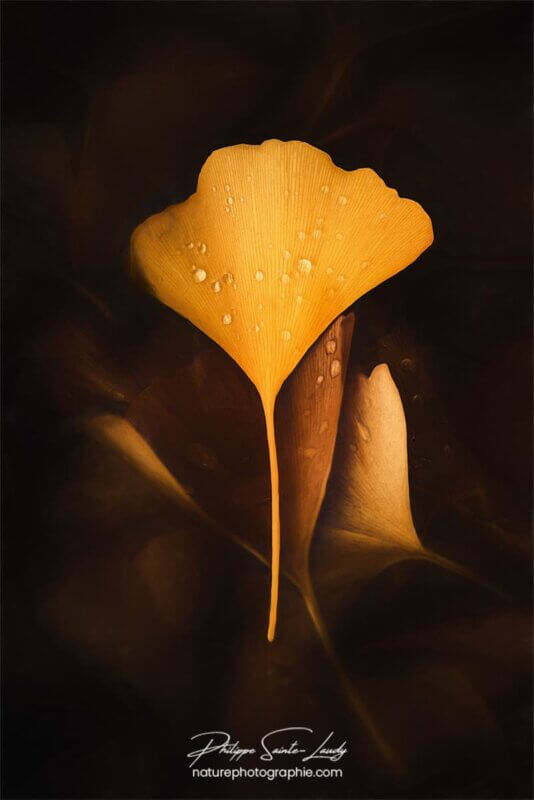 Macro sur feuille de ginkgo