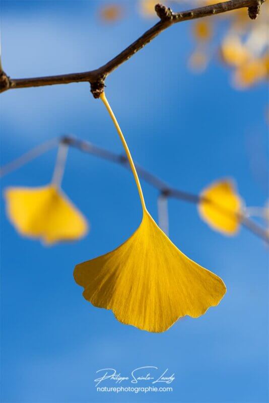 Feuille de ginkgo sur fond bleu