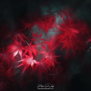 Fluorescence Red Feuilles rouges sur fond sombre