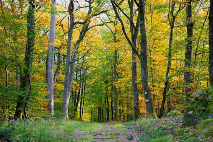 Chemin balisé en forêt