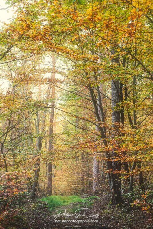 Chemin bordé d'arbres en automne
