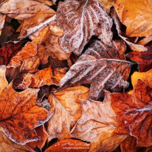 Frozen Dead Leaves Feuilles mortes