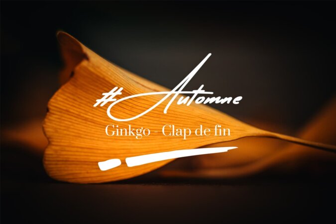 Ginkgo en fin de saison Feuille de ginkgo en gros plan