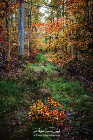 Mousse et herbes vertes sur un chemin en automne