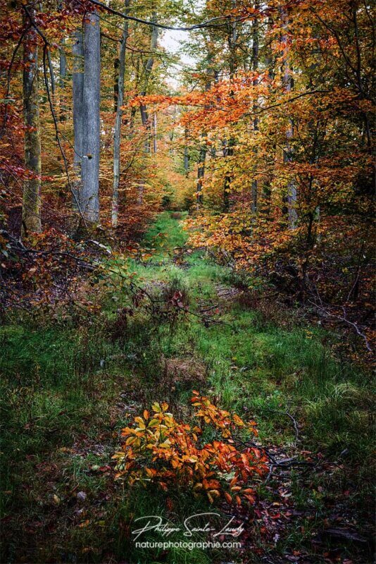 Mousse et herbes vertes sur un chemin en automne