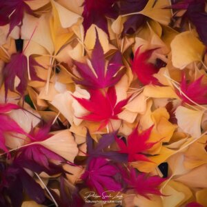 Ground in Autumn Tapis de feuilles en automne