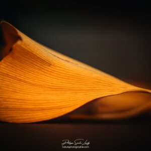 Feuille de ginkgo couchée