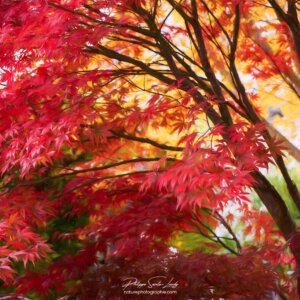 Japanese Maple in Painting Érable Japonais en paintographie