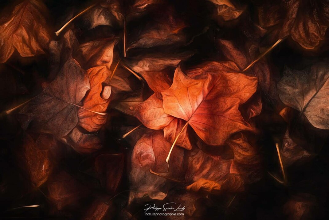 Des feuilles à l'apparence du cuir