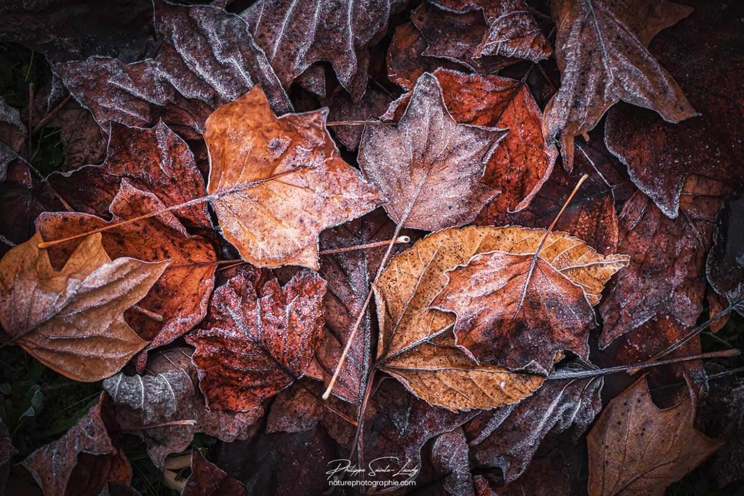 Tapis de feuilles brunes
