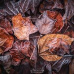 Tapis de feuilles brunes