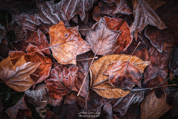 Tapis de feuilles brunes