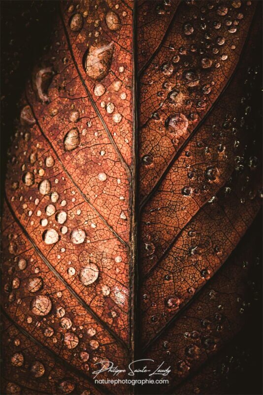 Macro sur feuille d'automne