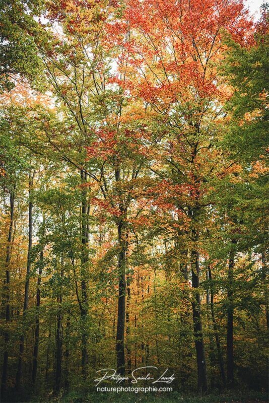 Arbres colorés en forêt