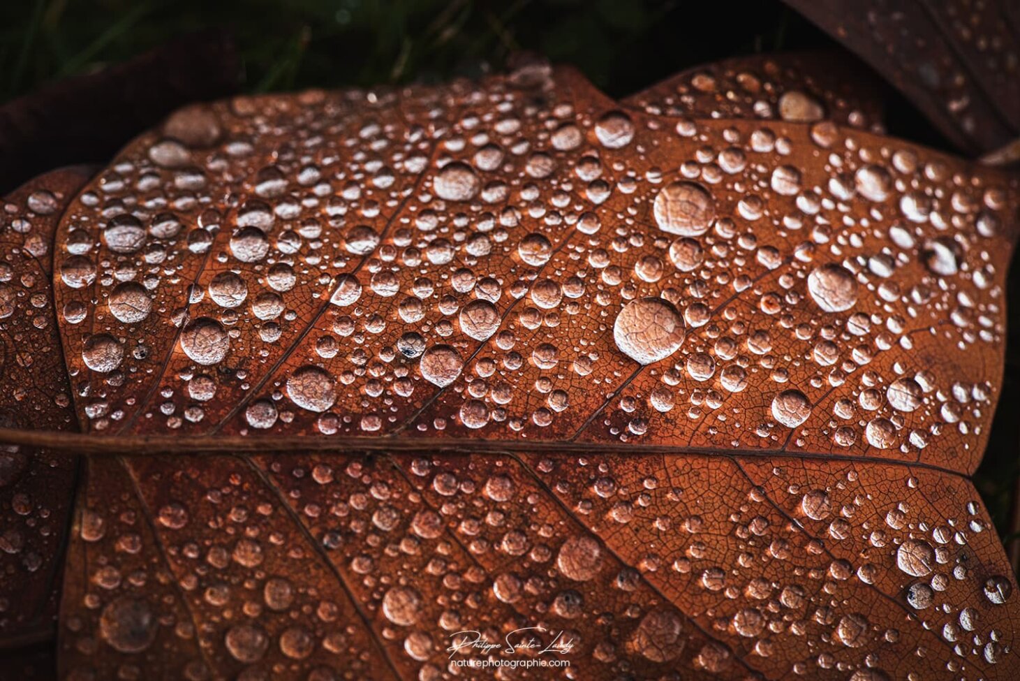Gros plan sur une feuille morte recouverte de gouttes d'eau