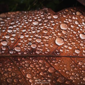 Lit Drops Gros plan sur une feuille morte recouverte de gouttes d'eau