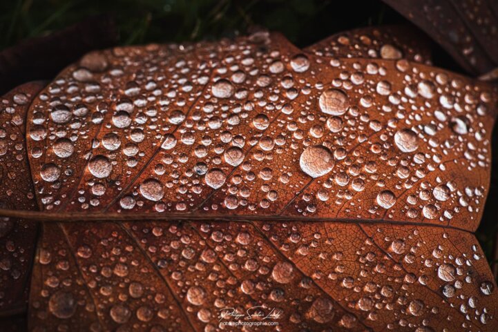 Gros plan sur une feuille morte recouverte de gouttes d'eau