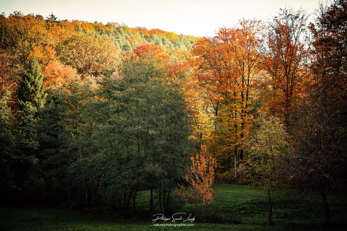 Des arbres aux couleurs de l'automne