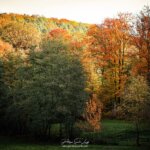 Des arbres aux couleurs de l'automne