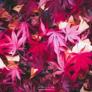 Lots of Red in Autumn Feuilles au sol en automne