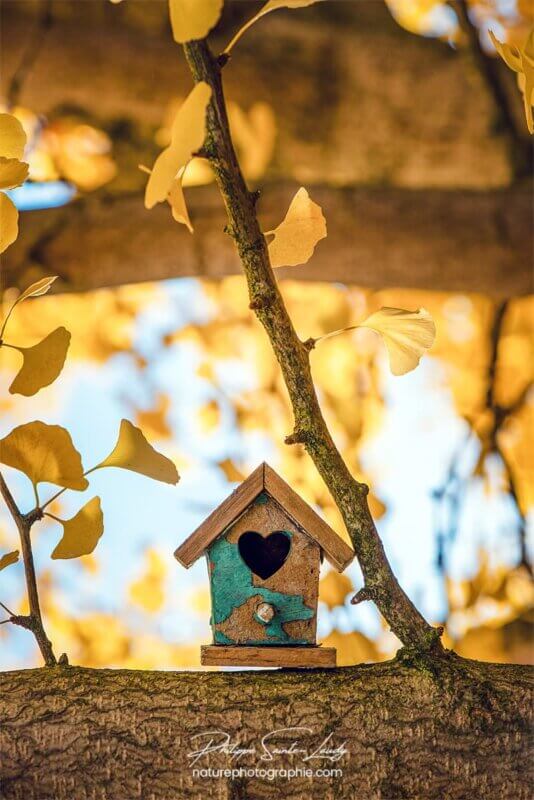 Tiny house dans un ginkgo biloba