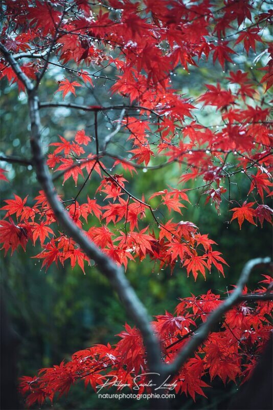 Branches d'érable en automne