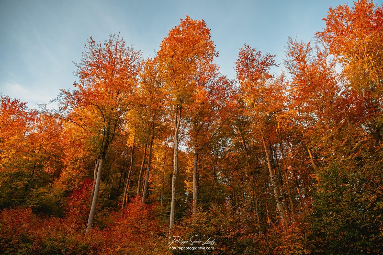 Lumière du matin sur une forêt en automne