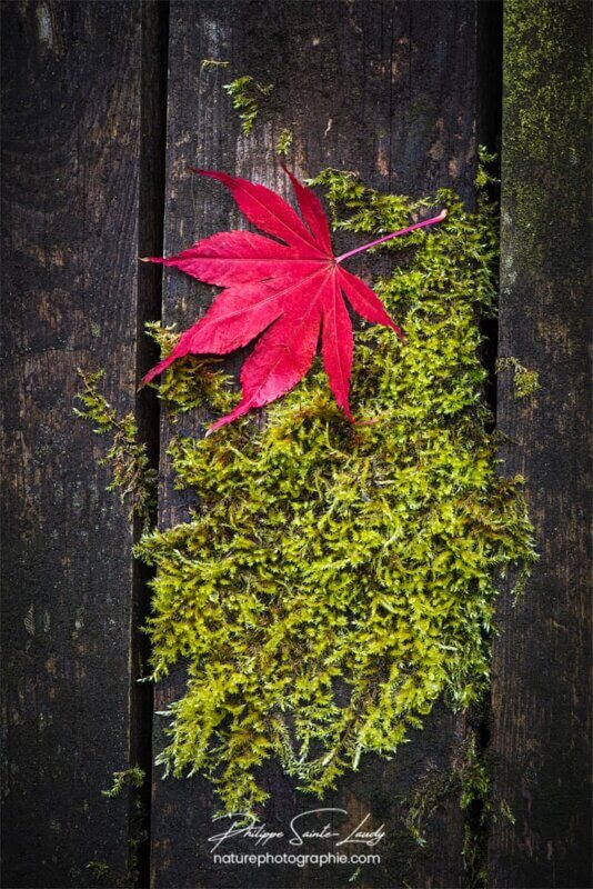 Feuille sur mousse verte