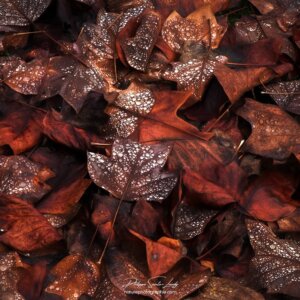 Old Leaves Le sol en automne