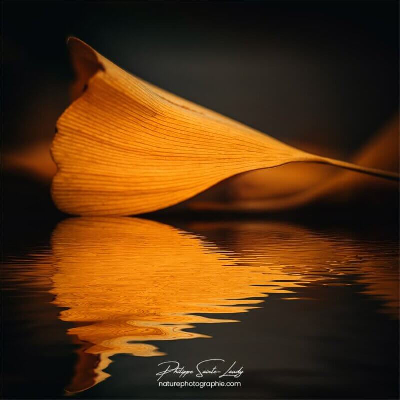 Reflet d'une feuille de ginkgo