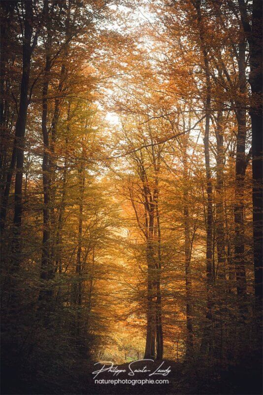 Forêt orange en automne