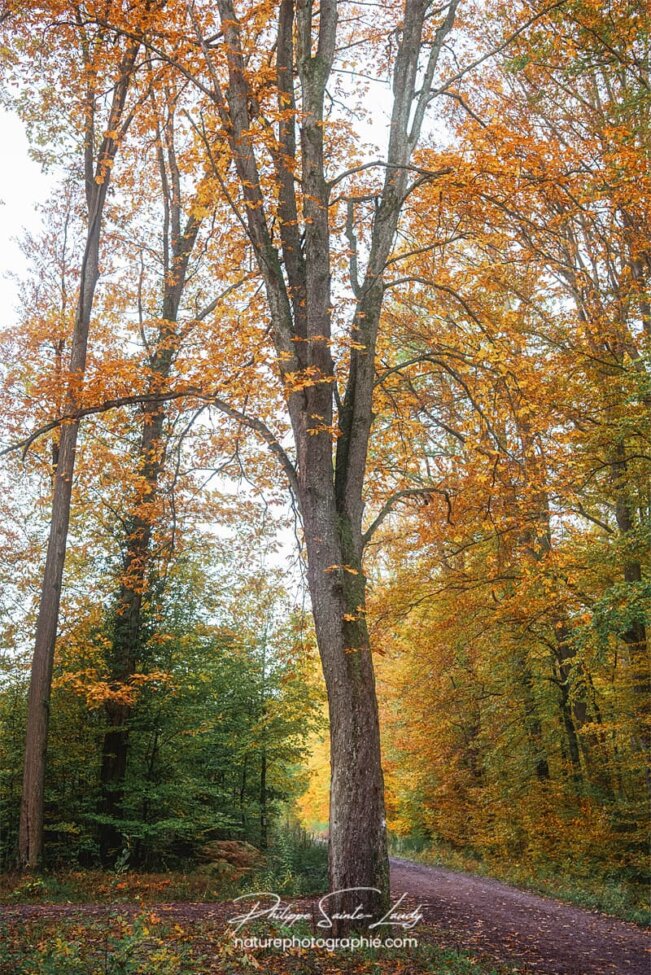 Grand arbre en automne