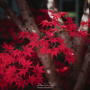 Red Movement in Autumn Grappe de feuilles d'érable