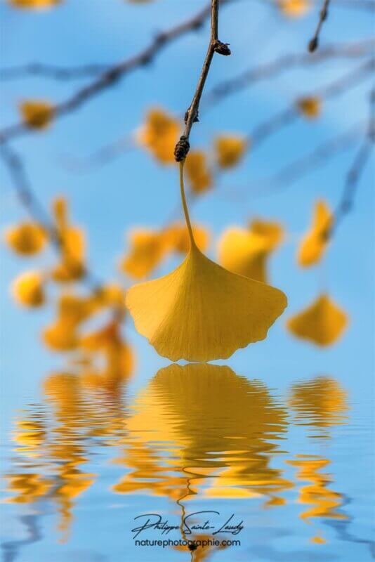 Feuilles de ginkgo sur l'eau